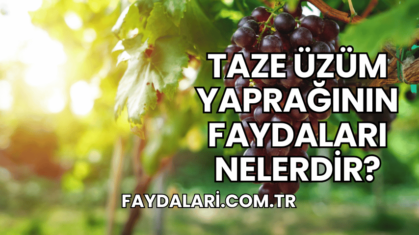 Taze Üzüm Yaprağının Faydaları Nelerdir?