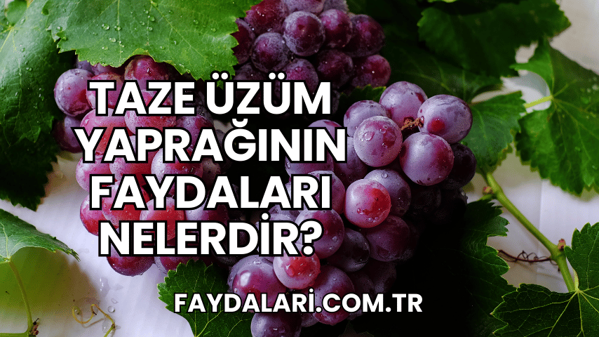 Taze Üzüm Yaprağının Faydaları Nelerdir?