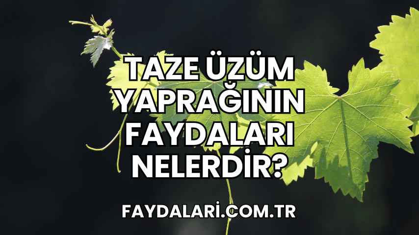 Taze Üzüm Yaprağının Faydaları Nelerdir?