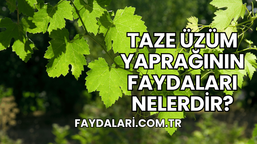 Taze Üzüm Yaprağının Faydaları Nelerdir?