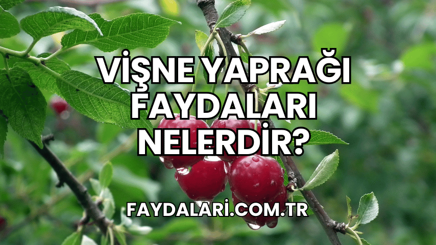 Vişne Yaprağı Faydaları Nelerdir?