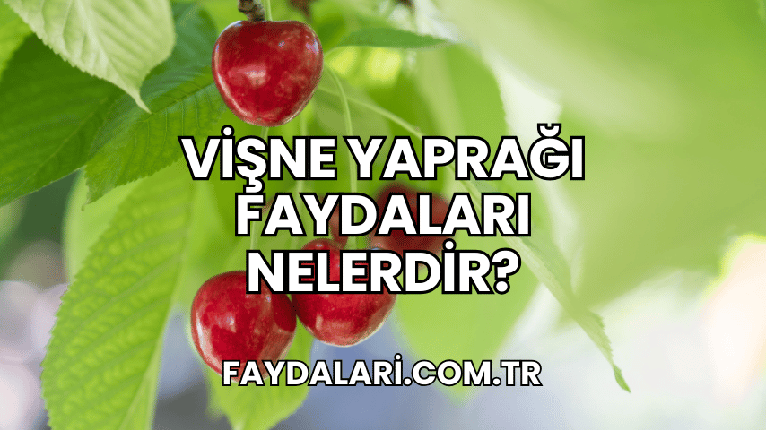 Vişne Yaprağı Faydaları Nelerdir?