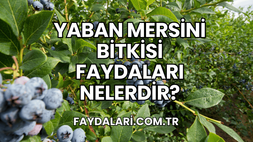 Yaban Mersini Bitkisi Faydaları Nelerdir?