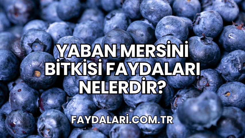 Yaban Mersini Bitkisi Faydaları Nelerdir?