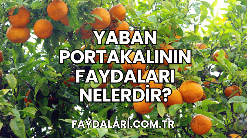 Yaban Portakalının Faydaları Nelerdir?