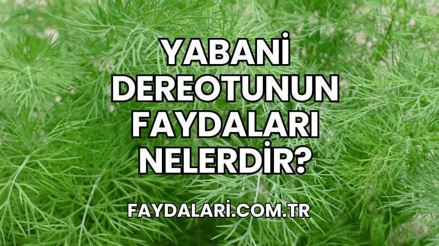 Yabani Dereotunun Faydaları Nelerdir?