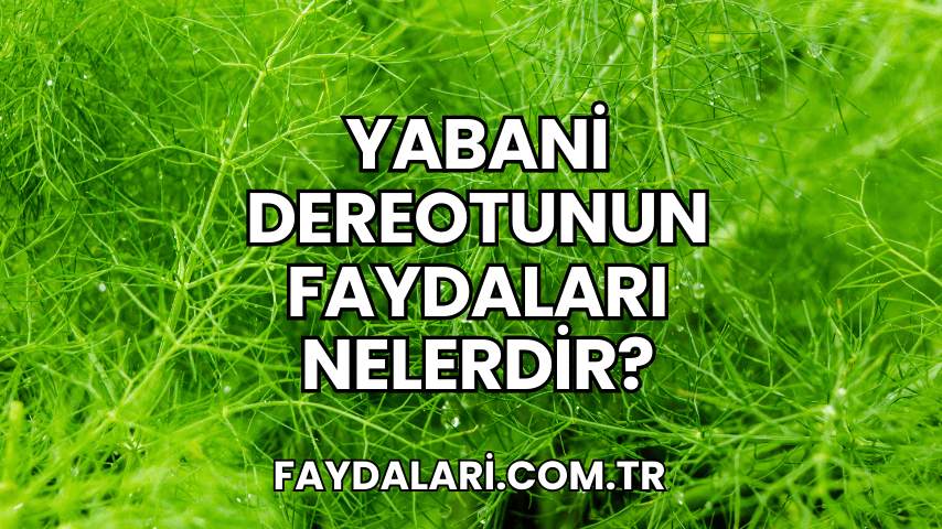 Yabani Dereotunun Faydaları Nelerdir?