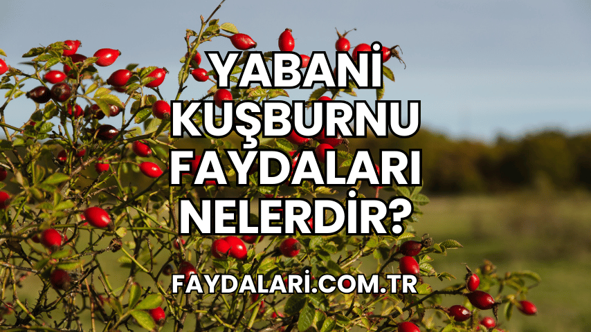 Yabani Kuşburnu Faydaları Nelerdir?