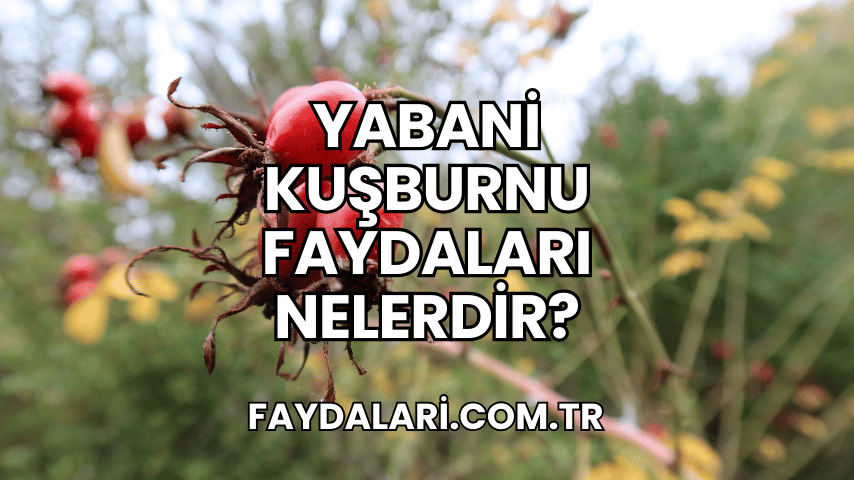 Yabani Kuşburnu Faydaları Nelerdir?