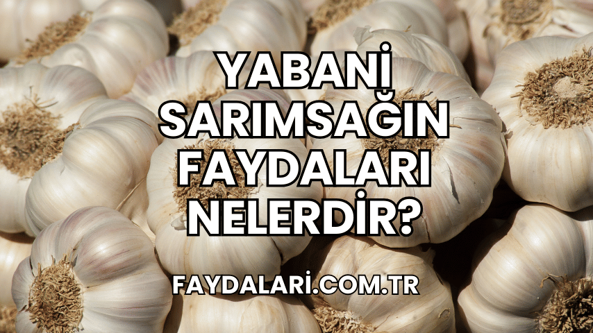 Yabani Sarımsağın Faydaları Nelerdir?