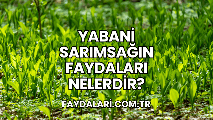 Yabani Sarımsağın Faydaları Nelerdir?