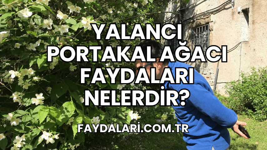 Yalancı Portakal Ağacı Faydaları Nelerdir?