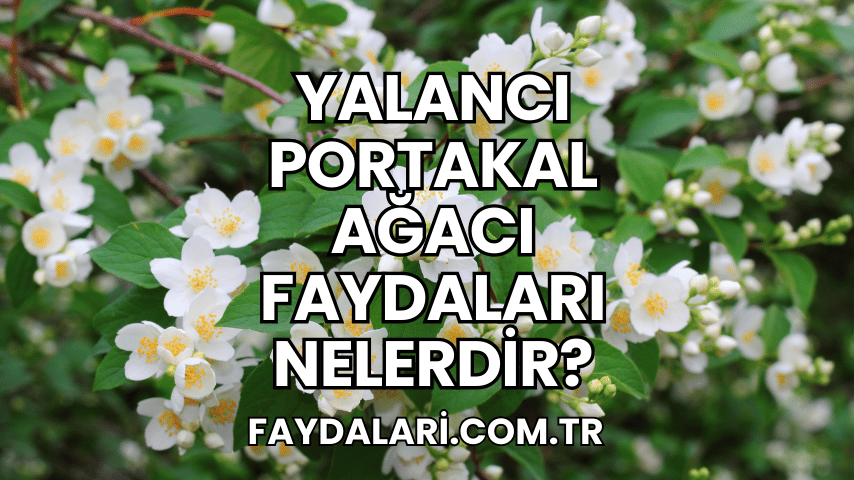 Yalancı Portakal Ağacı Faydaları Nelerdir?