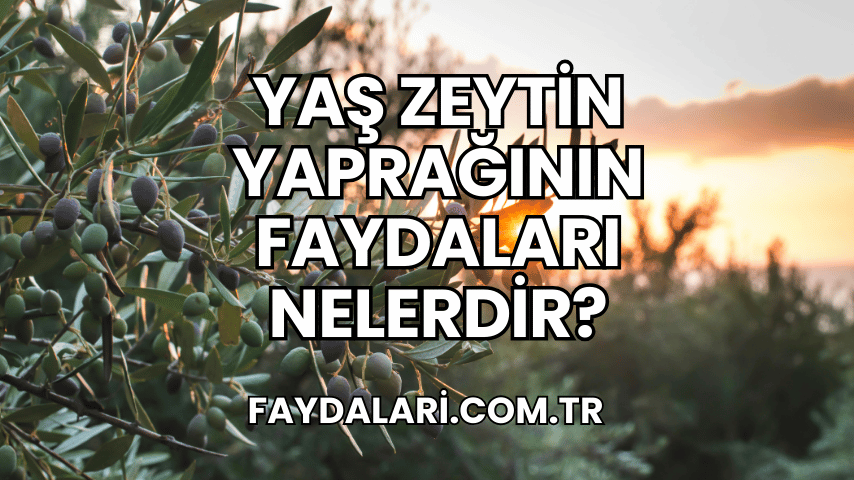 Yaş Zeytin Yaprağının Faydaları Nelerdir?