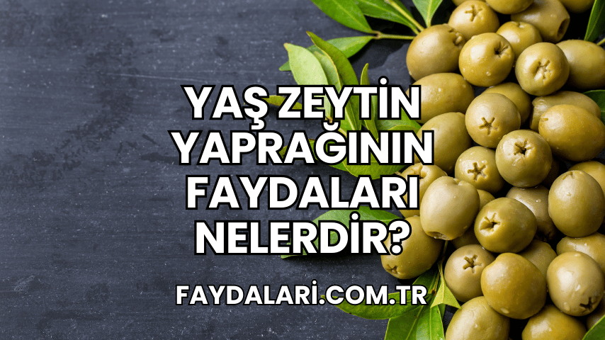 Yaş Zeytin Yaprağının Faydaları Nelerdir?