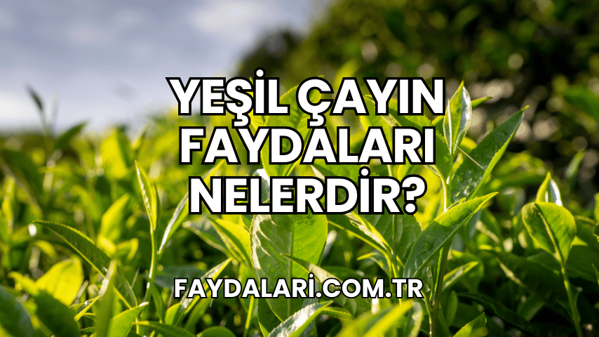 Yeşil Çayın Faydaları Nelerdir?