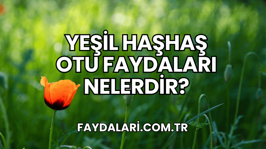 Yeşil Haşhaş Otu Faydaları Nelerdir?