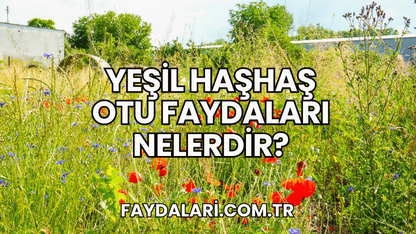 Yeşil Haşhaş Otu Faydaları Nelerdir?