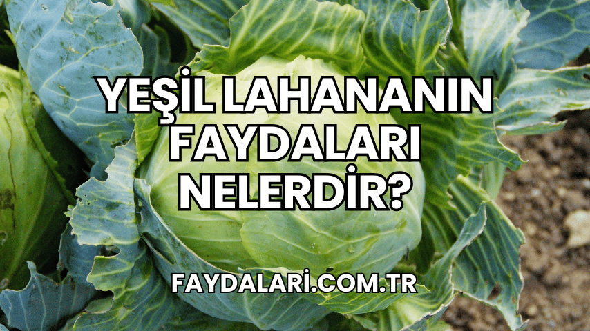 Yeşil Lahananın Faydaları Nelerdir?