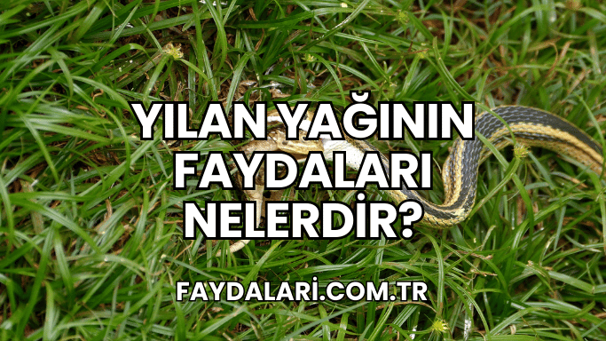 Yılan Yağının Faydaları Nelerdir?