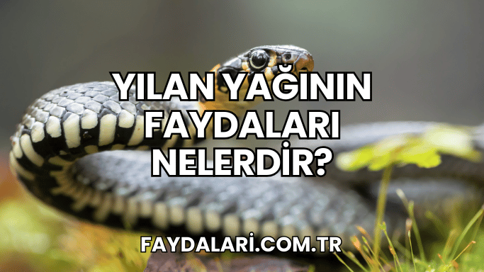 Yılan Yağının Faydaları Nelerdir?