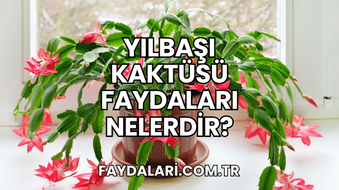 Yılbaşı Kaktüsü faydaları Nelerdir?