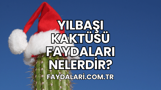 Yılbaşı Kaktüsü faydaları Nelerdir?