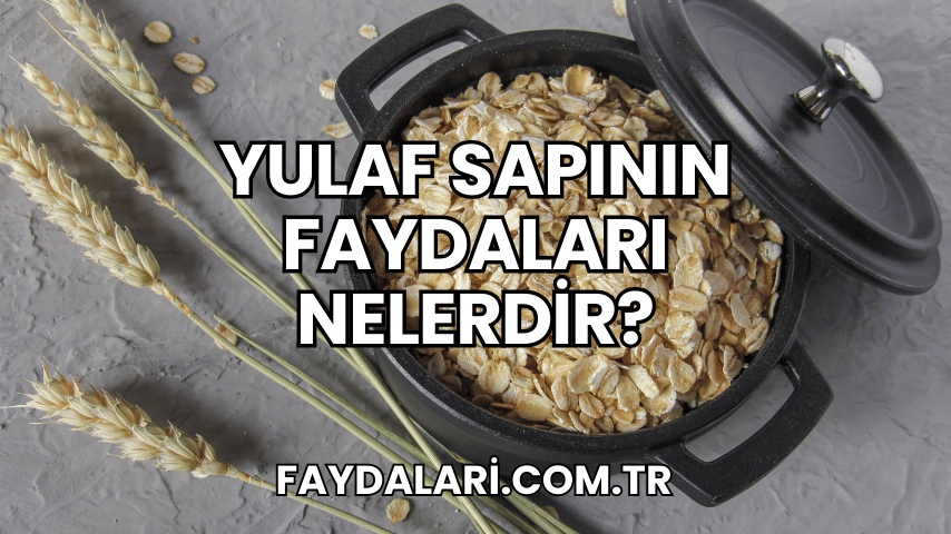 Yulaf Sapının Faydaları Nelerdir?