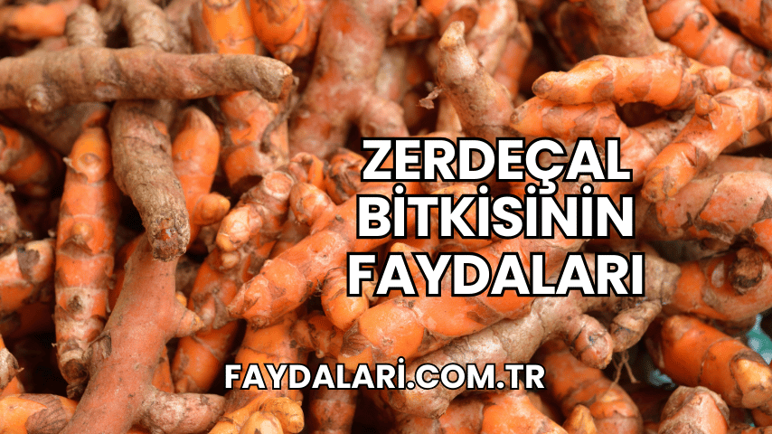 Zerdeçal Bitkisinin Faydaları