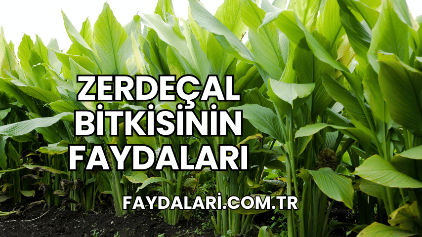 Zerdeçal Bitkisinin Faydaları