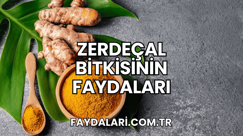 Zerdeçal Bitkisinin Faydaları