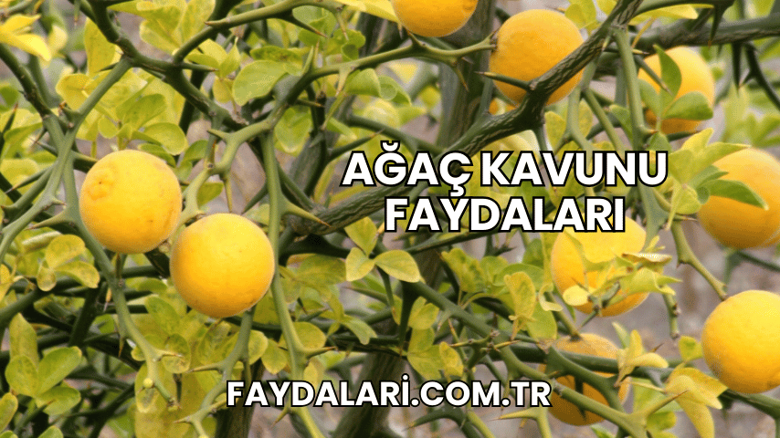 Ağaç Kavunu Faydaları