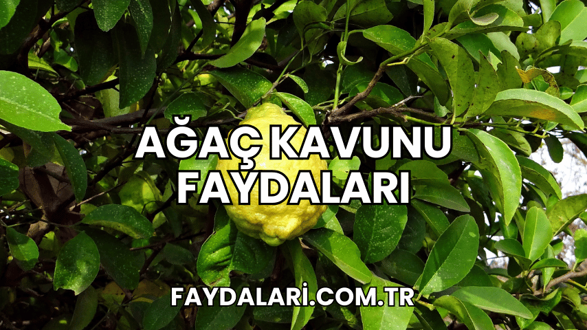 Ağaç Kavunu Faydaları