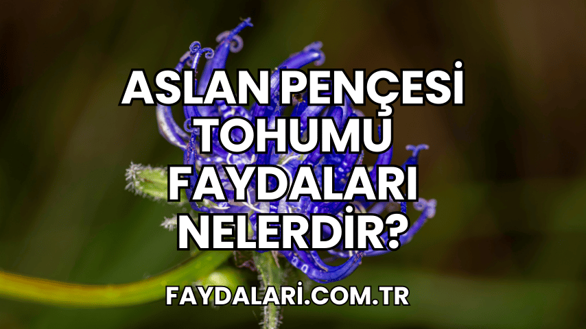 Aslan Pençesi Tohumu Faydaları Nelerdir?