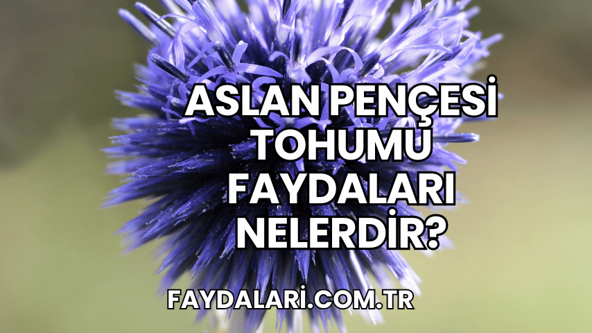 Aslan Pençesi Tohumu Faydaları Nelerdir?