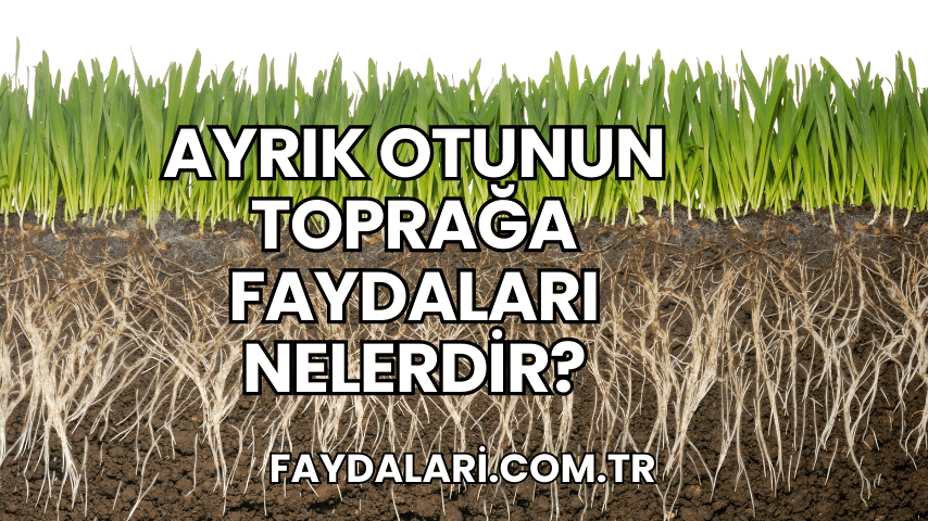 Ayrık Otunun Toprağa Faydaları Nelerdir?