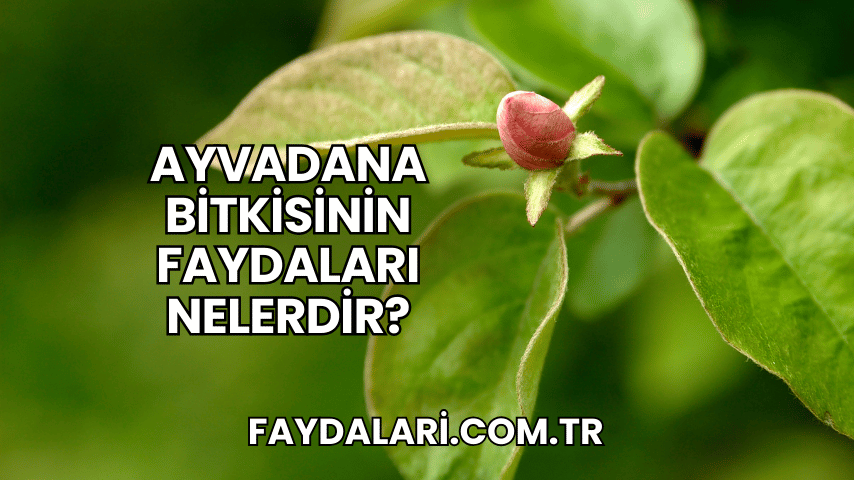 Ayvadana Bitkisinin Faydaları Nelerdir?