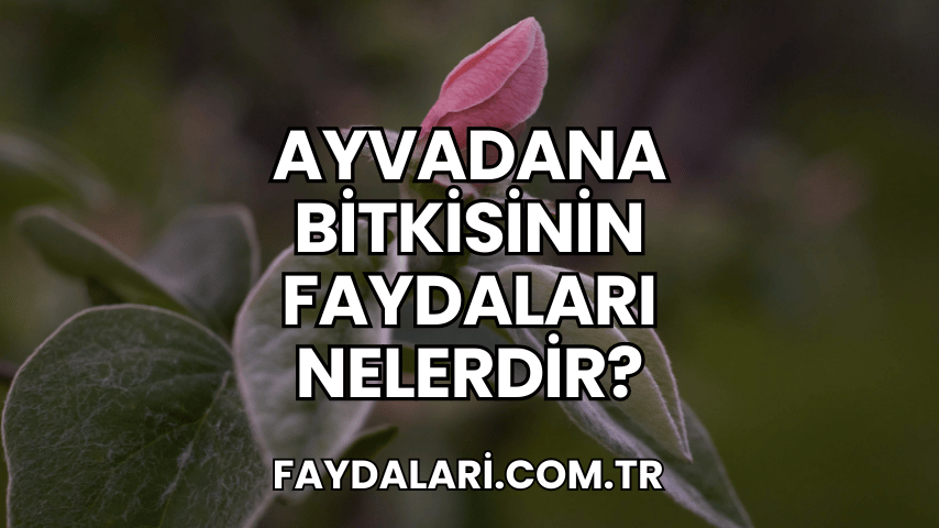 Ayvadana Bitkisinin Faydaları Nelerdir?