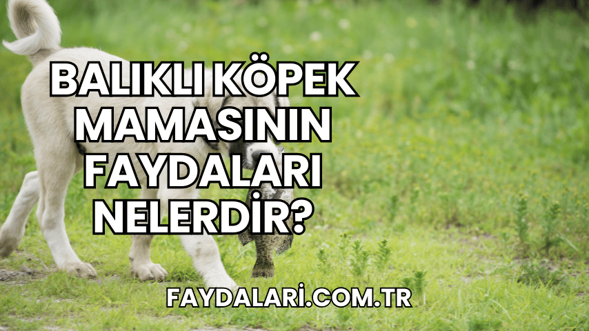 Balıklı Köpek Mamasının Faydaları Nelerdir?