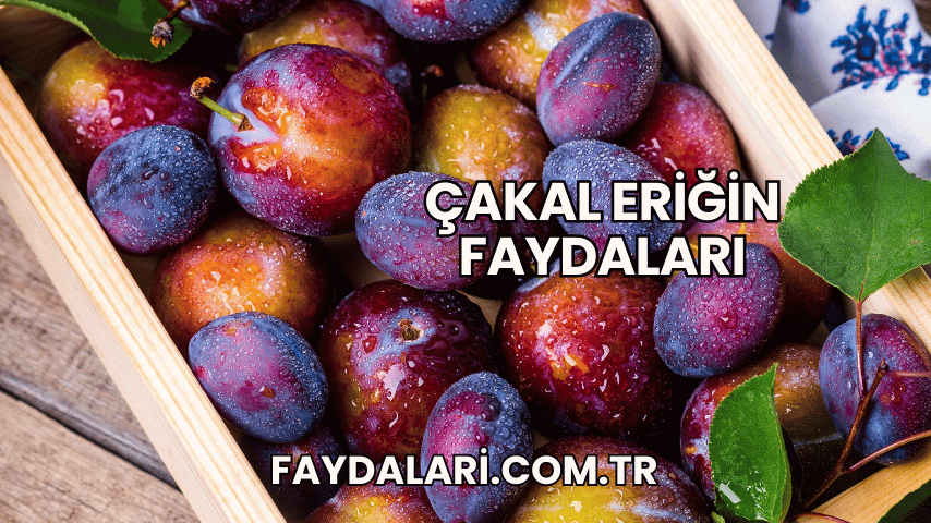 Çakal Eriğin Faydaları