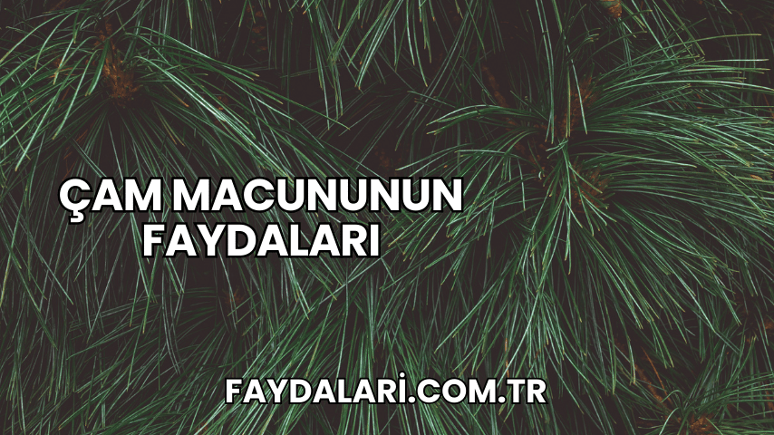 Çam Macununun Faydaları