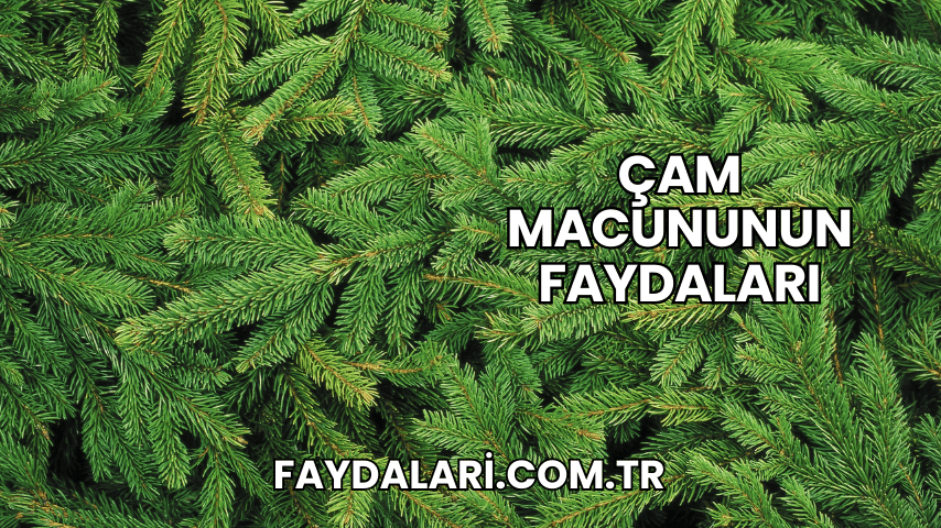 Çam Macununun Faydaları