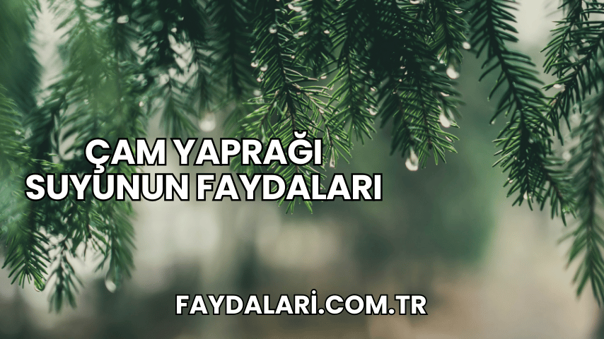 Çam Yaprağı Suyunun Faydaları