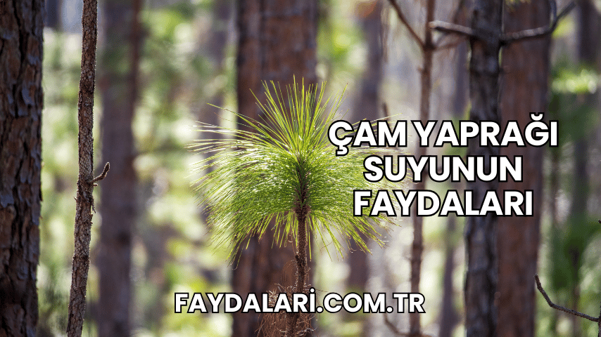 Çam Yaprağı Suyunun Faydaları