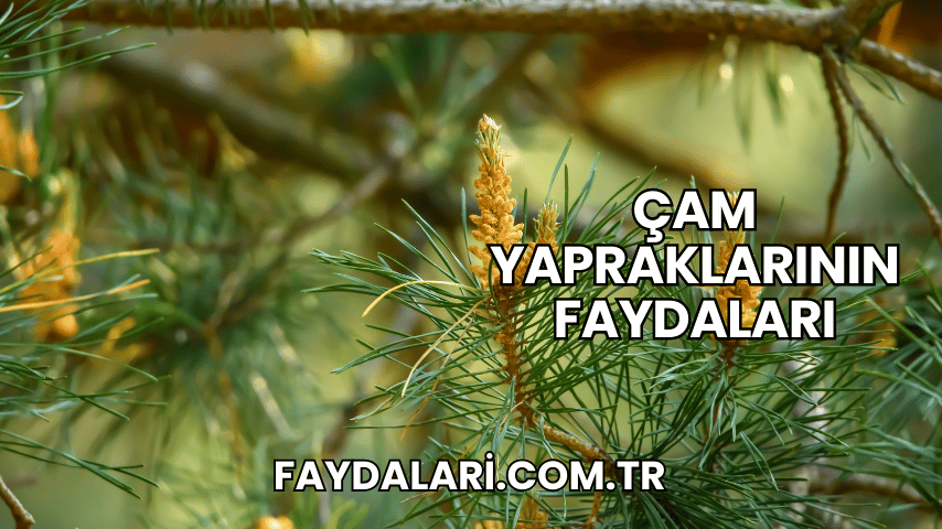 Çam Yapraklarının Faydaları