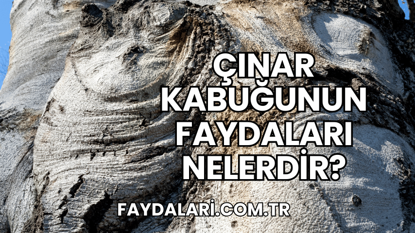 Çınar Kabuğunun Faydaları Nelerdir?