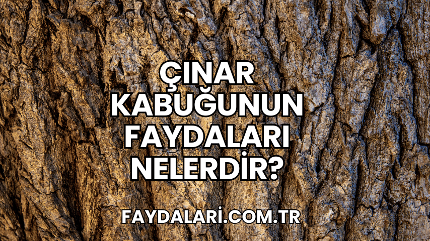 Çınar Kabuğunun Faydaları Nelerdir?