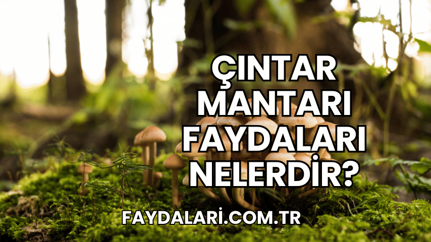 Çıntar Mantarı Faydaları Nelerdir?