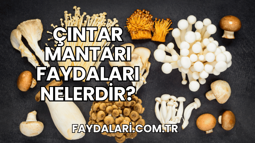 Çıntar Mantarı Faydaları Nelerdir?