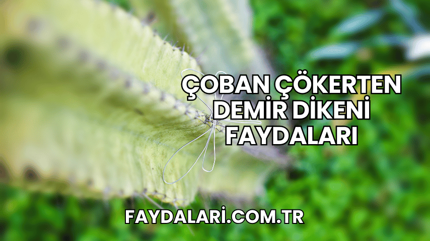 Çoban Çökerten Demir Dikeni Faydaları